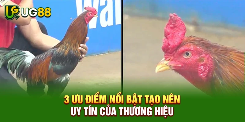 3 ưu điểm nổi bật tạo nên uy tín của thương hiệu