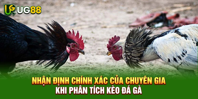 Nhận định chính xác của chuyên gia khi phân tích kèo đá gà